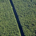 Plantation sur Valcivières